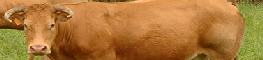 ternera