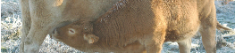ternera