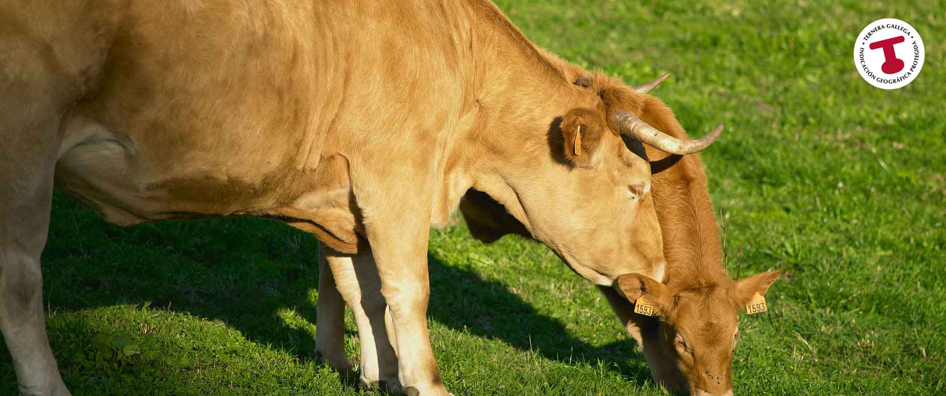 Tercera imagen del slider ternera gallega