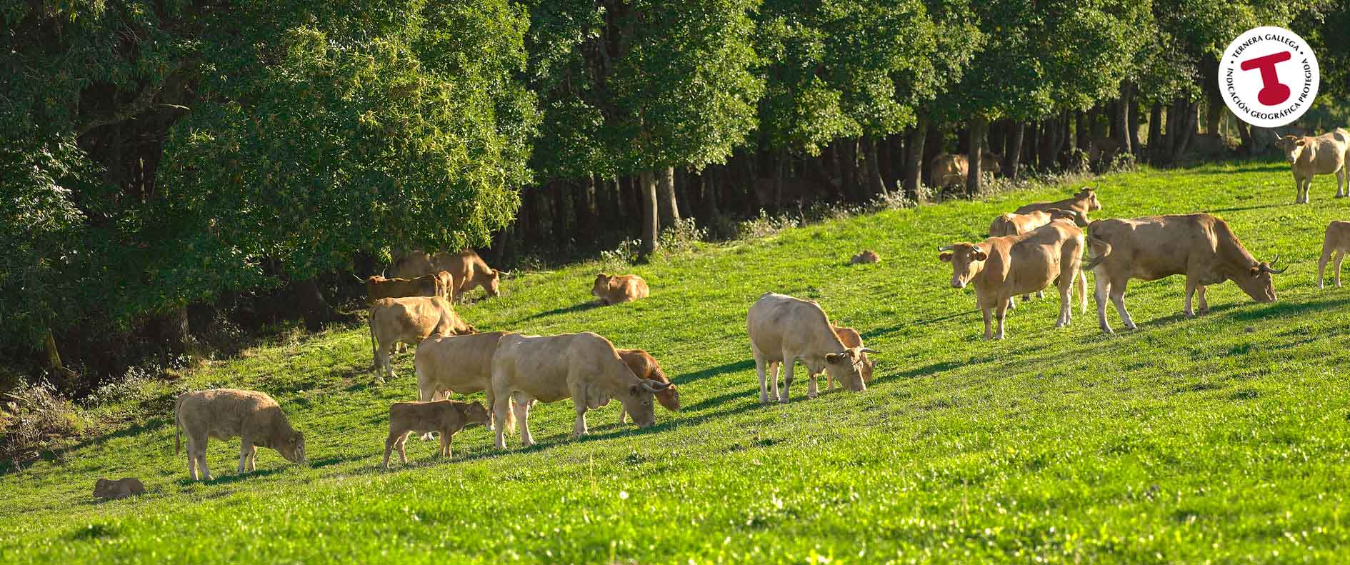 Segunda imagen del slider ternera gallega