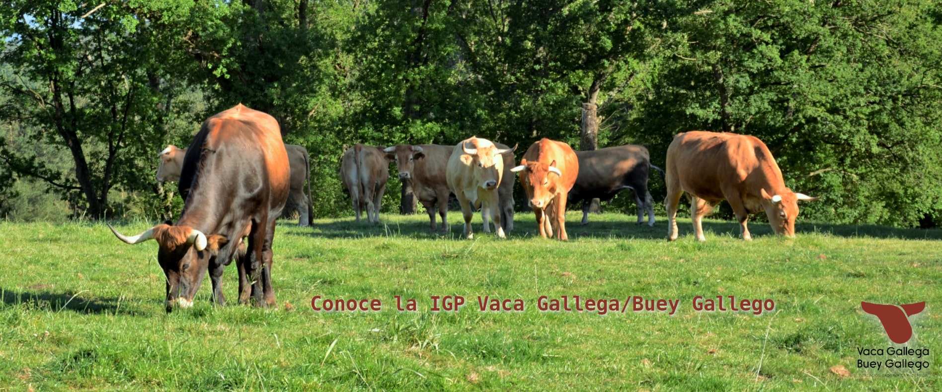 IGP Vaca Gallega y Buey Gallego