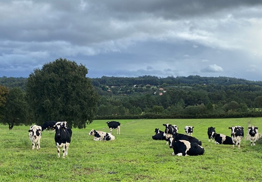 Cebo vacas desvelle CIAM s