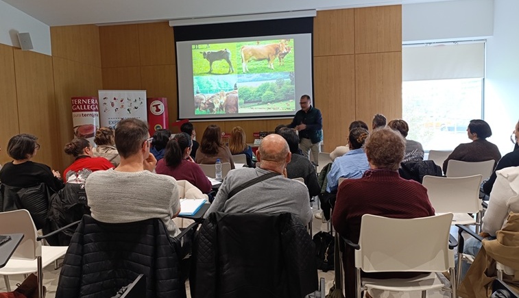 Ternera Gallega formación