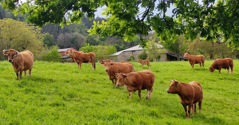 Grupo Operativo Granxas Modelo Ternera Gallega