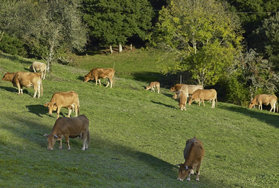 Ternera Gallega Mercosur