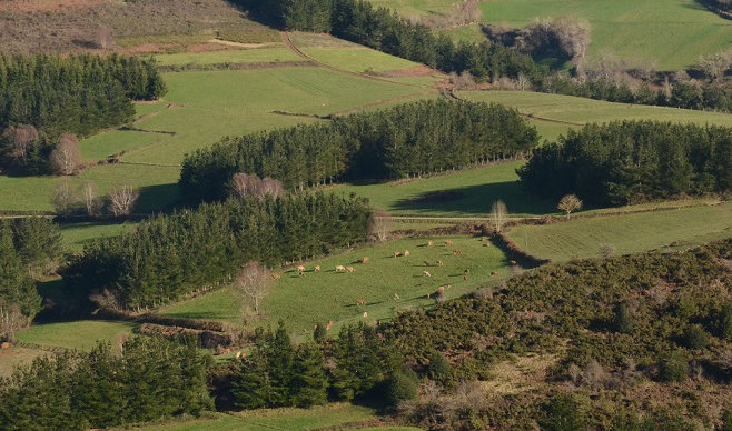 Ternera Gallega prevención incendios