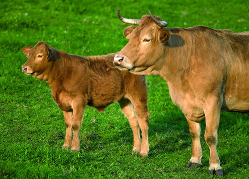 Ternera Gallega Suprema cebo tenreiros