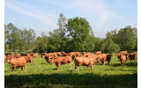 Noticias Ternera Gallega : O 2025 foi un ano de contrastes e bos prezos no campo
