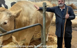 Noticias Ternera Gallega : Un exemplar inscrito en Vaca Galega-Boi Galego logra un prezo récord en Silleda