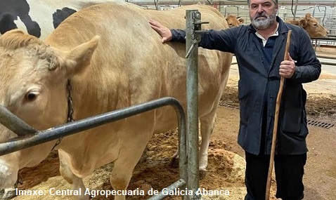 Vaca Galega Silleda
